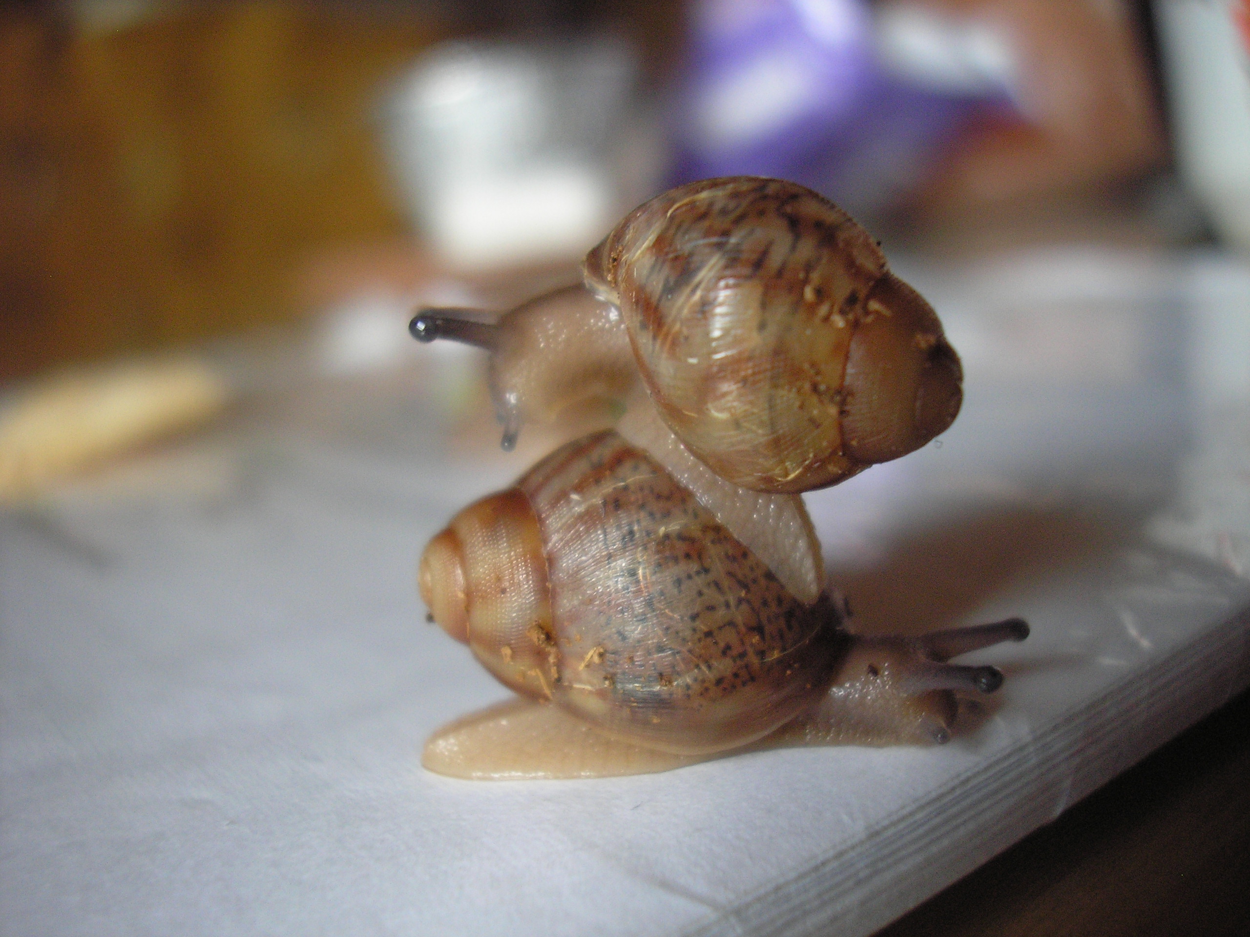 snecci_02.02.09 029.jpg